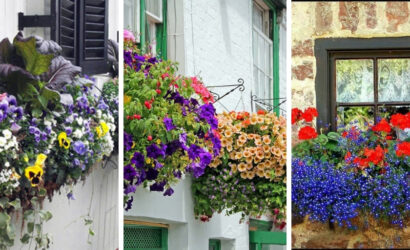 10 of the most beautiful flowers for the balcony garden