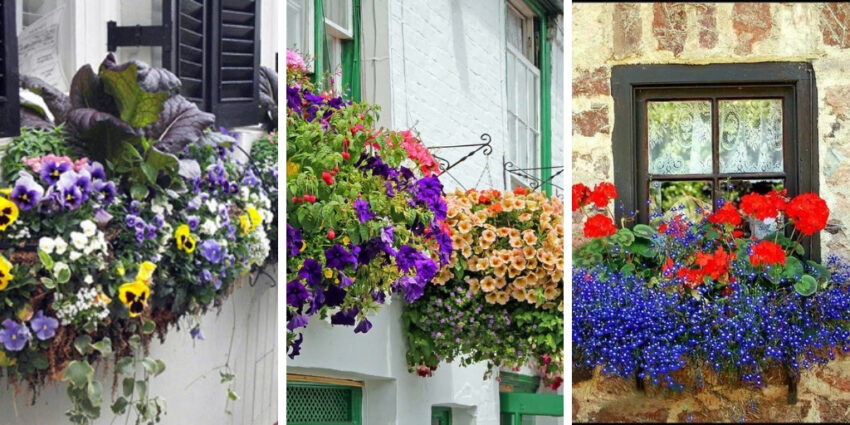 10 of the most beautiful flowers for the balcony garden