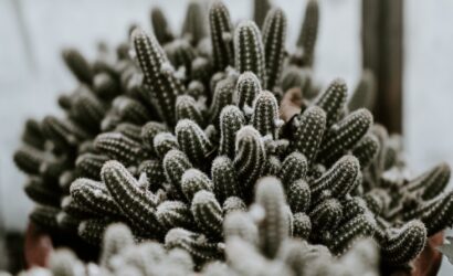 How do you protect cacti in winter?