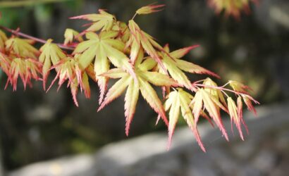 How to stop dry leaves on Japanese maple