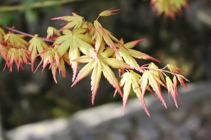 How to stop dry leaves on Japanese maple