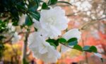 The 7 best varieties of blooming camellias 15 The 7 best varieties of blooming camellias