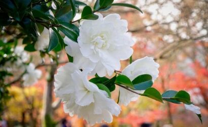 The 7 best varieties of blooming camellias