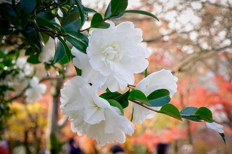 The 7 best varieties of blooming camellias