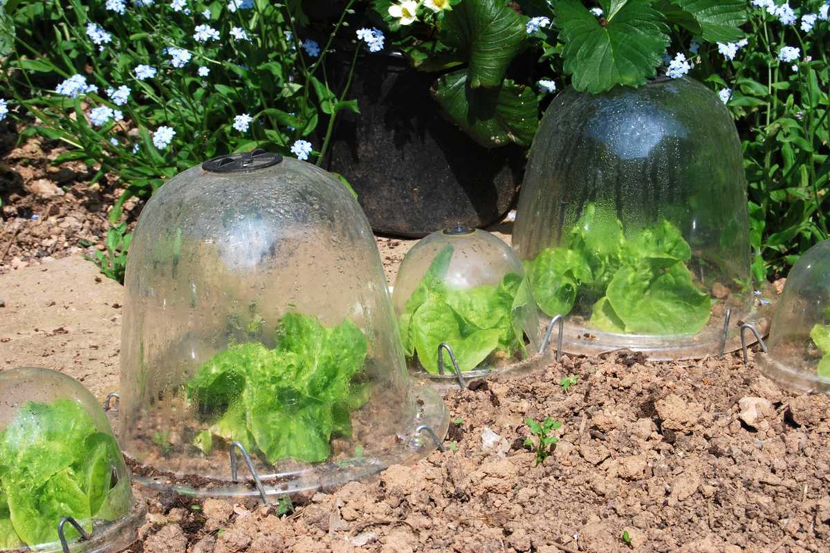 Vegetable garden bells: beautiful and effective against the cold