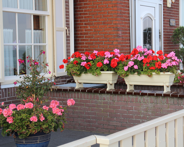 flowers for balcony garden-Geranium