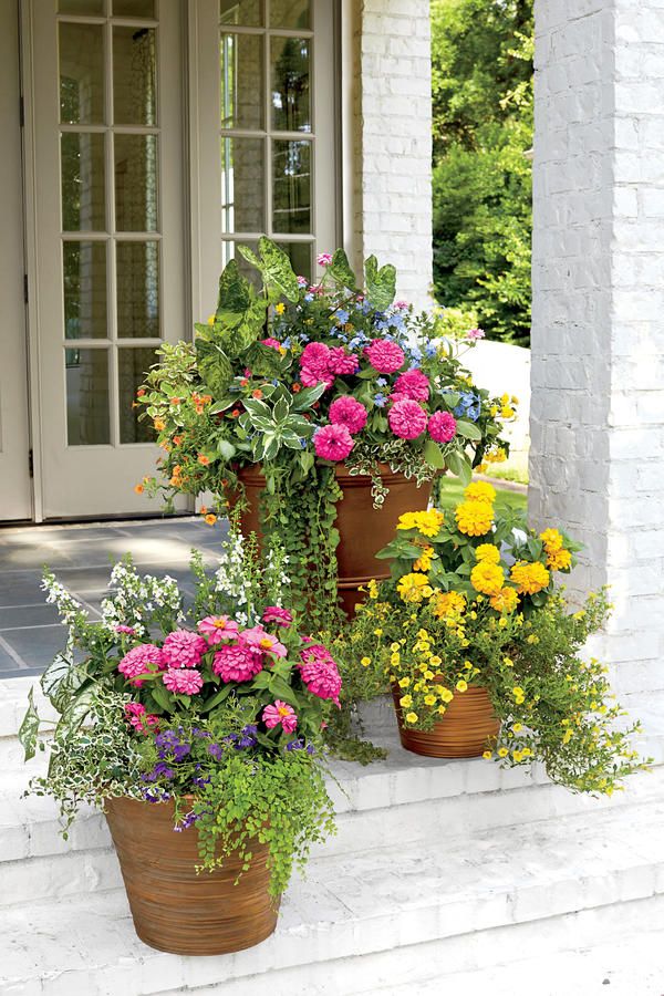 flowers for balcony garden-Zinnia