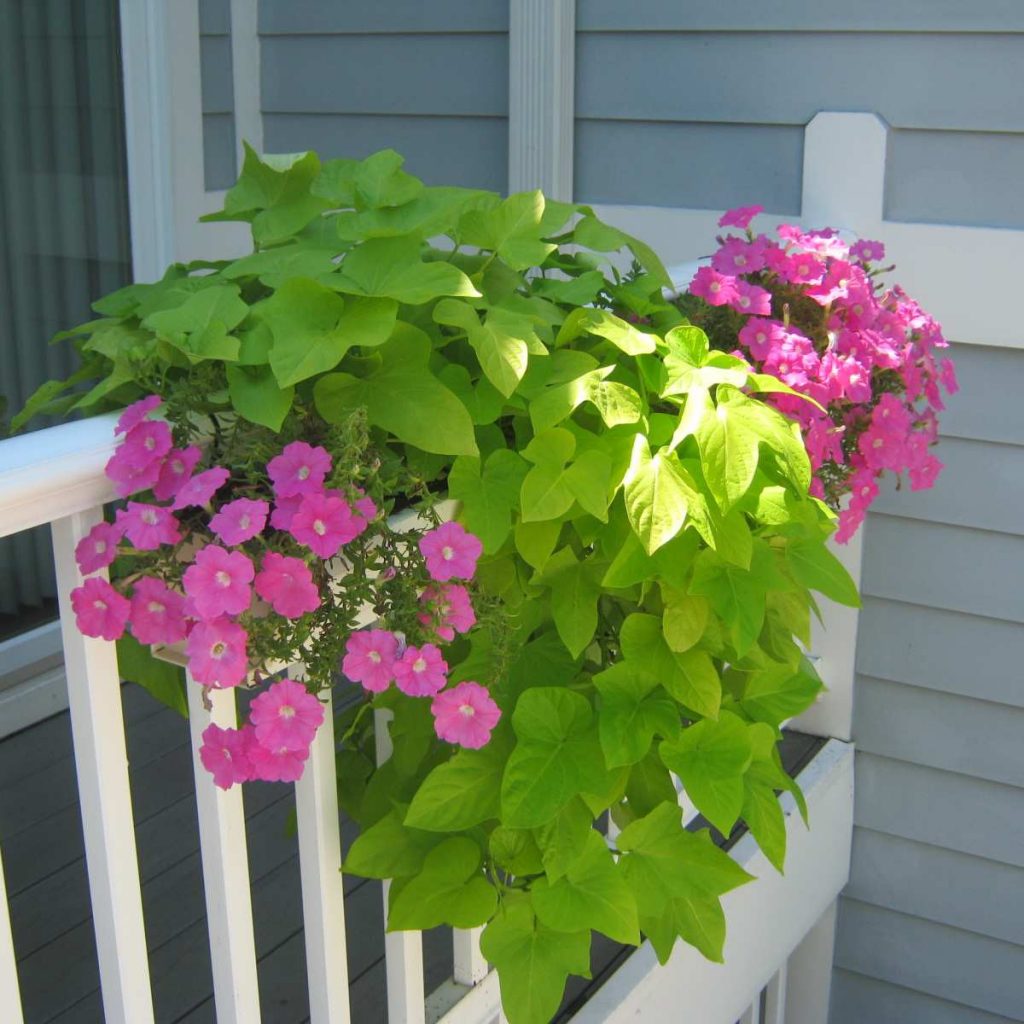 flowers for balcony garden-Petunia