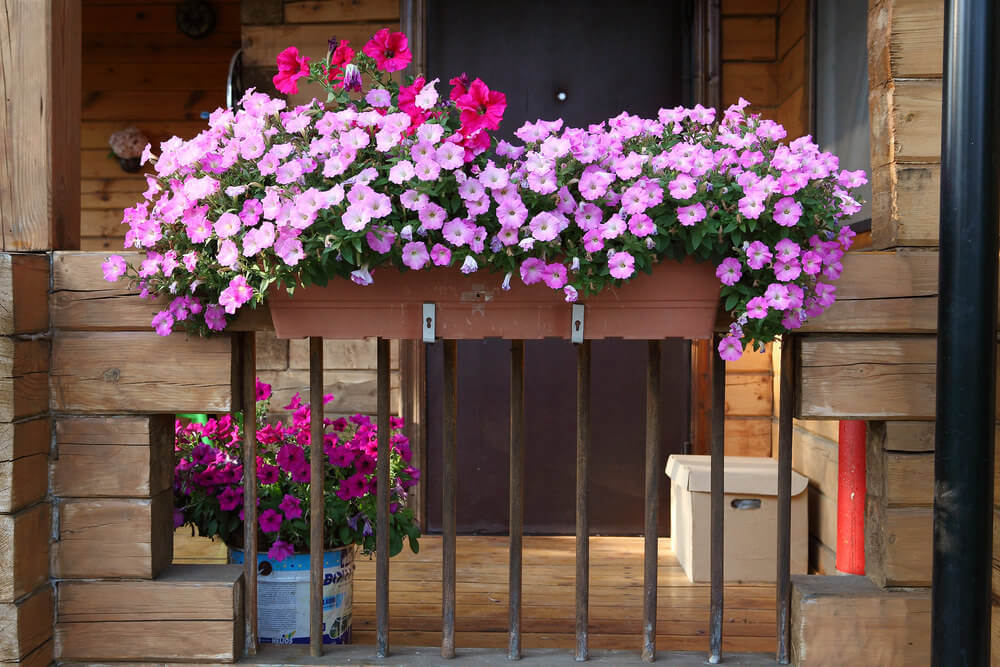 flowers for balcony garden-Fuchsia