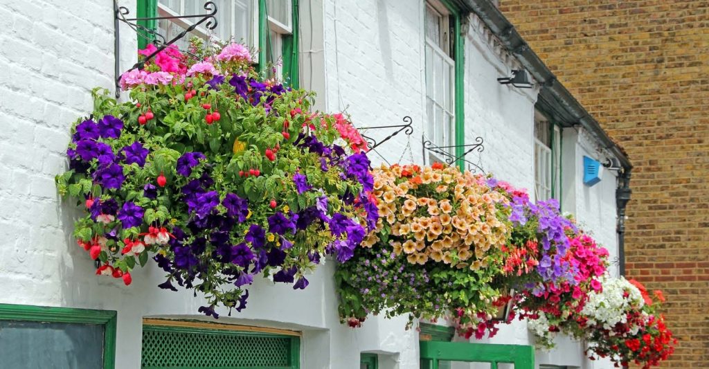 flowers for balcony garden-Begonia