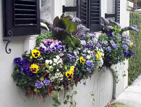 flowers for balcony garden-Pansy