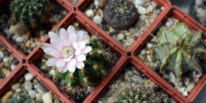 How To Protect Cactus In Winter?
