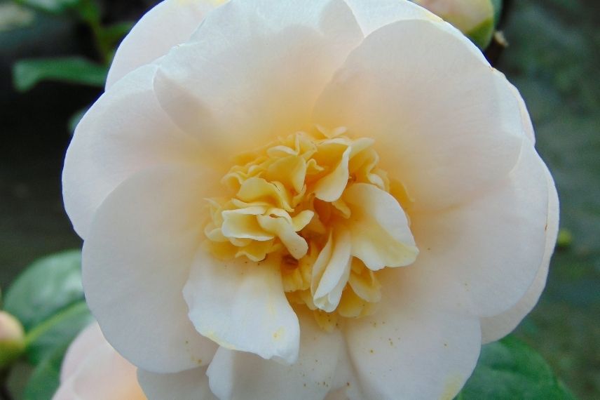 The 7 Best Varieties of Blooming Camellias