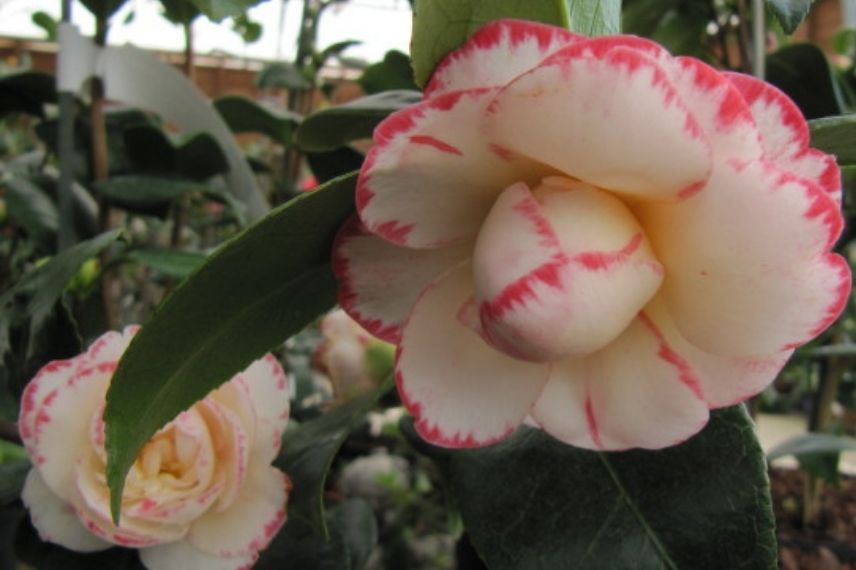 The 7 Best Varieties of Blooming Camellias