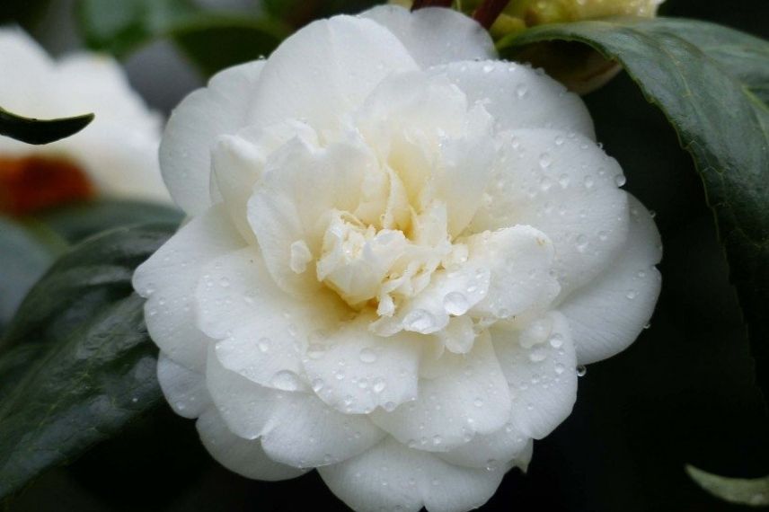 The 7 Best Varieties of Blooming Camellias