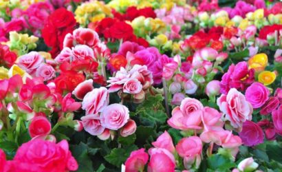 Tips and information about tuberous begonia
