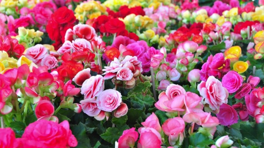 Tips and information about tuberous begonia