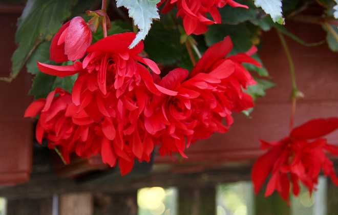 Tips and Information About Tuberous Begonia