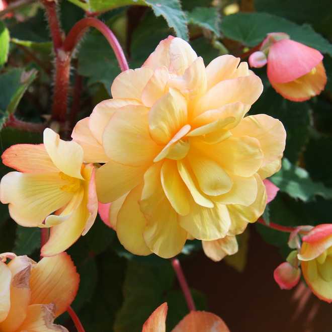 Tips and Information About Tuberous Begonia